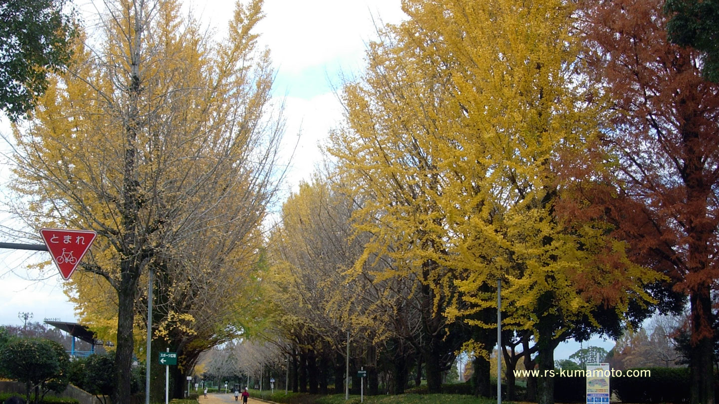 県民総合運動公園内の芝生広場前　2019年11月撮影